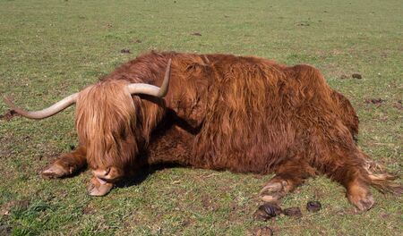 Highland Cattle on a meadow, blue cloudless skyの写真素材