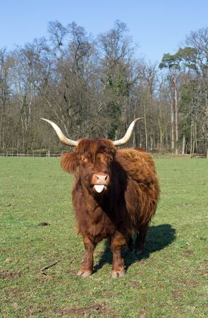 Highland Cattle on a meadow, blue cloudless skyの写真素材