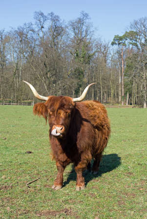 Highland Cattle on a meadow, blue cloudless skyの写真素材