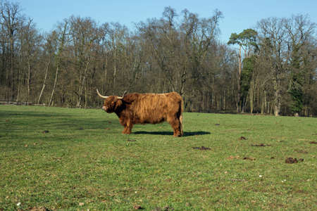 Highland Cattle on a meadow, blue cloudless skyの写真素材