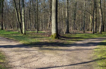 Right or left. A fork in the road in a forestの写真素材