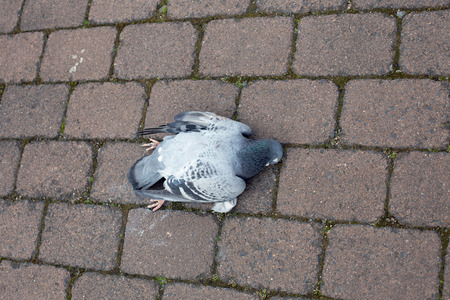 A dead dove on a paved roadの写真素材