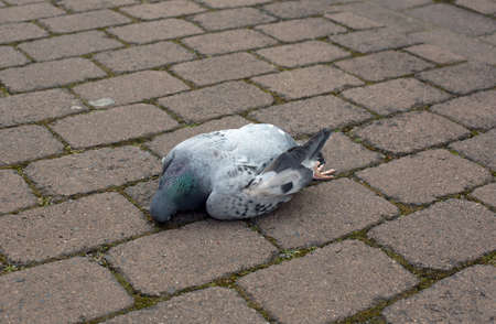 A dead dove on a paved roadの写真素材