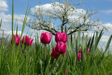 Orchard with tulips in springの写真素材