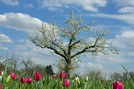 Orchard with tulips in springの写真素材