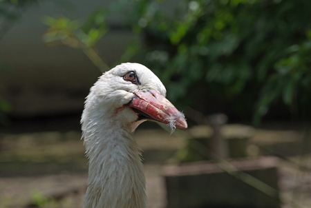 A white stork (ciconia ciconia), close upの写真素材