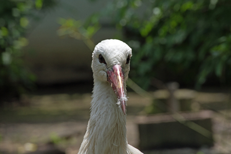 A white stork (ciconia ciconia), close upの写真素材