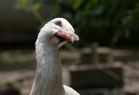 A white stork (ciconia ciconia), close upの写真素材
