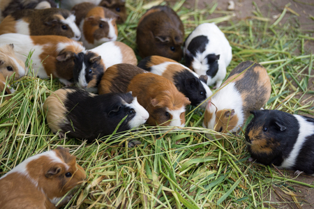 Many different guinea pigs in grass, close upの写真素材