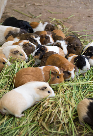 Many different guinea pigs in grass, close upの写真素材