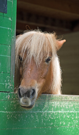 Shetlandpony (Equus przewalski caballus)の写真素材