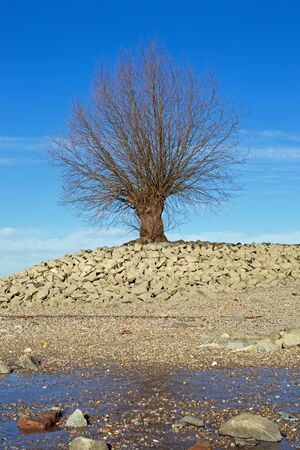 Tree at the shore of the Rhine (Rhein) at Gernsheim, Hesse, Germanyの写真素材