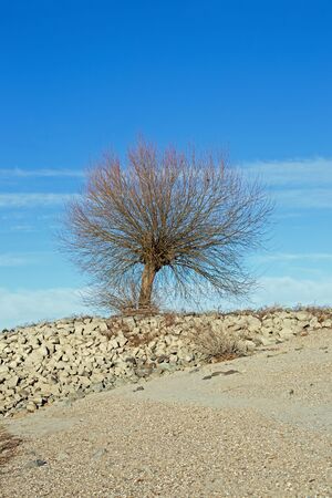 Tree at the shore of the Rhine (Rhein) at Gernsheim, Hesse, Germanyの写真素材