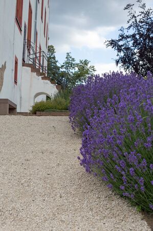 Blooming lavender on a footpath, in the background a buildingの写真素材