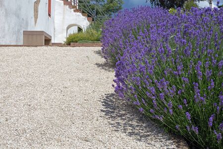 Blooming lavender on a footpath, in the background a buildingの写真素材