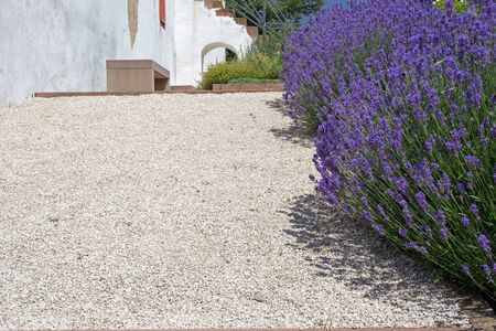Blooming lavender on a footpath, in the background a buildingの写真素材