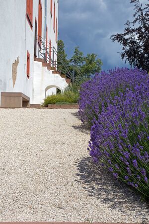 Blooming lavender on a footpath, in the background a buildingの写真素材
