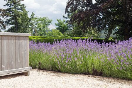 Blooming lavender and wooden bucket flower box on a footpathの写真素材