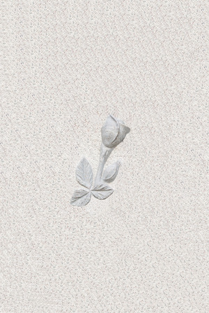 Rose on structure plaster, detailの写真素材