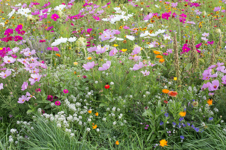 Summer meadow with lots of different blooming wild summer flowersの写真素材
