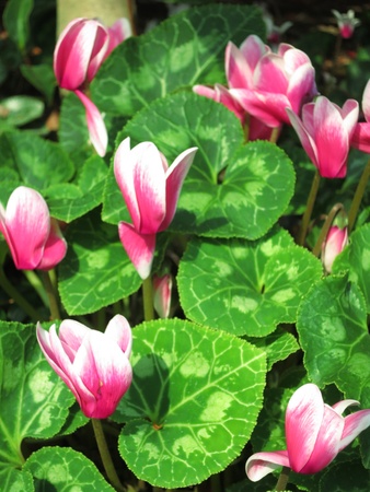 Tulips Flowers Gardenの写真素材