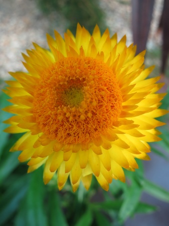 Sunflowers の写真素材