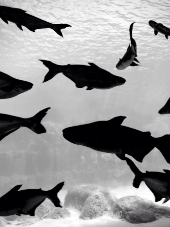 Fishes silhouette 