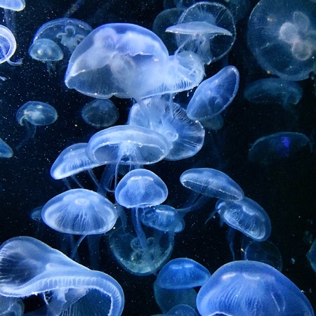 Jellyfish background in aquariumの素材