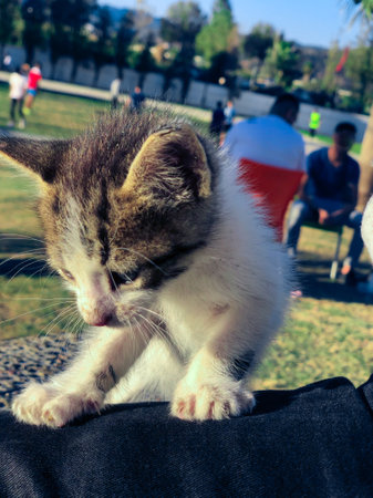 Adorable kitten playful moments a window into the soul of these mischievous and curious creatures