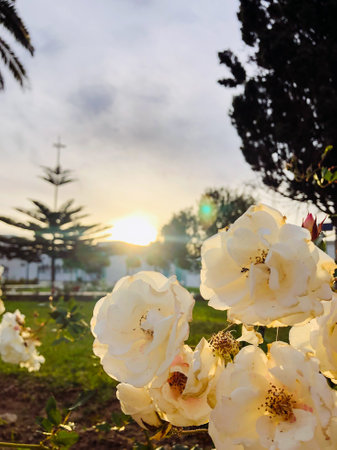 Blooming beauty a botanical celebration of flowers
