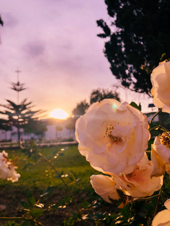 Sunrise beauty witness the flower bloomの写真素材