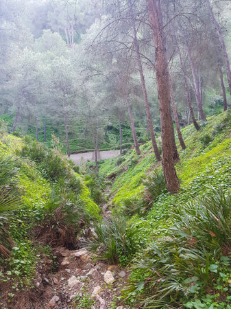 Exploring the scenic mountain pine trees and wild palms landscapeの写真素材