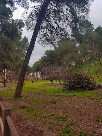 Harmonious coexistence of fig trees and pine trees as you wander through the enchanting park. experience the captivating beauty and serene ambiance created by the intertwining of these majestic trees. Follow the meandering paths, shaded by the lush canopy of pine needles, and discover the allure of the fig trees with their sprawling branches and delicious fruit.の写真素材