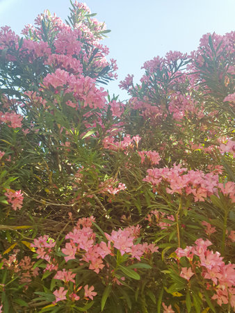 Bright pink oleander flower in full bloom. The flower is covered in tiny petals, and it is a...
