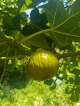Green fig hanging on a branch. The fig is a deep green color, and it is covered in a light fuzz. The branch is a deep brown color, and it is covered in leaves shadowの写真素材