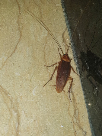 Close-up of an American cockroach. The cockroach is brown and has a long, segmented body. It is also...