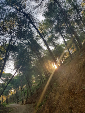 the beauty of a ray of sunlight penetrating the pines. The sunlight is a vibrant yellow color and it is shining through the trees, creating a dappled effect on the groundの写真素材