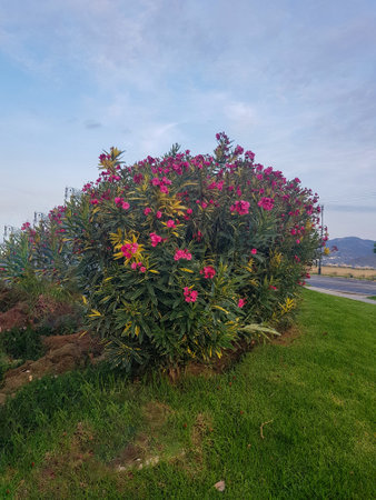 Oleander tree standing tall in a sea of green grass. The oleander tree is a vibrant pink color and...