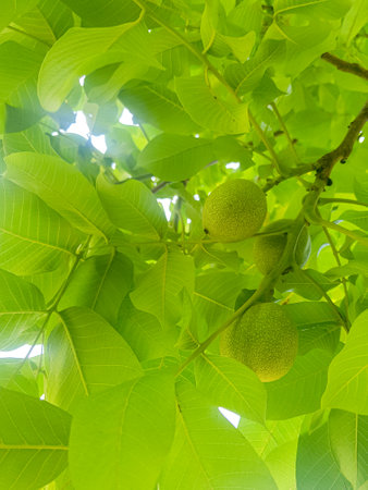 Three nuts, which are symbols of fertility and abundance. The color of the walnut is dark brown and surrounded by lush green leaves. The colors in the image are vibrant and the textures are realisticの写真素材