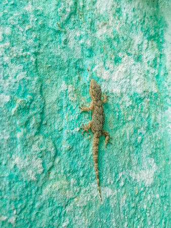 The beauty and agility of a Moorish gecko as it climbs a wall. The gecko is a vibrant grey color and it is perfectly camouflaged against the wall. The image is well-lit and the gecko is in focusの写真素材