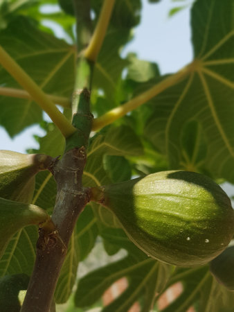 A close-up of fig fruit in the sun. The figs are a deep purple color, and they are glistening in the...