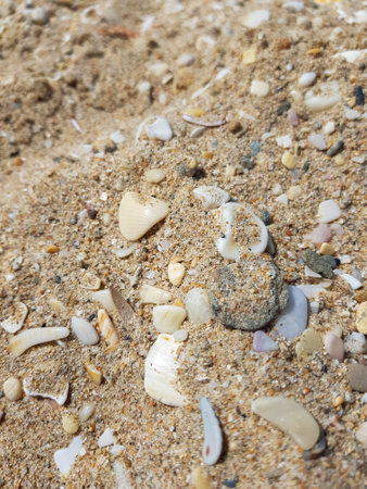 Shot on a beach with clear golden sand that shimmers in the sunshineの写真素材