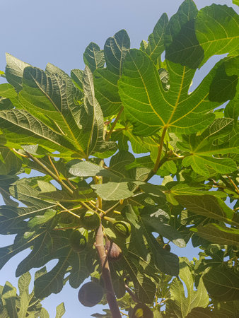A branch of a fig tree with unripe fruits. The fruits are a bright green color, and they are...