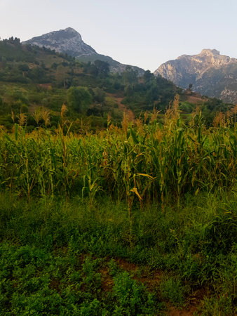 Great millet field in virgin nature. The millet field is vast and green, and it is surrounded by trees and mountains. The photo captures the beauty and serenity of the natural settingの写真素材
