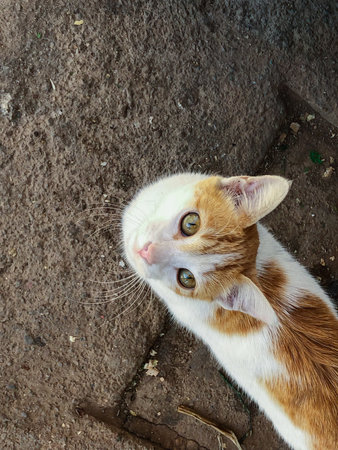 Stunning golden cat, a sight that will take your breath away