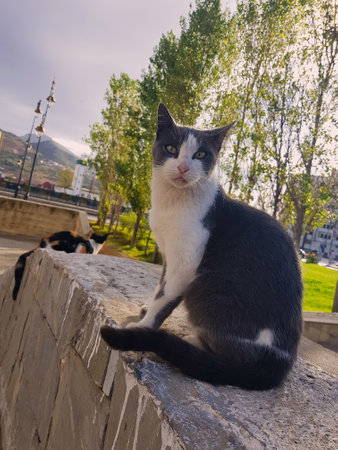 Gray Tuxedo Cat Attractive Look, The catâs sleek gray coat, adorned with striking white patches, exudes sophistication. its expressive eyes and balanced demeanor make its attractive & captivating lookの写真素材