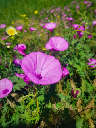 Convolvulus Althaeoides flower in full flowering, at the beginning of spring under sunlight and bright and vibrant colorsの写真素材