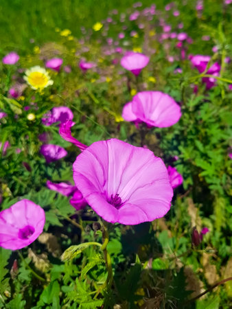 Focused Portrait of Convolvulus Althaeoides flower in a full flower, at the beginning of spring...
