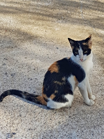 Calico cat sitting peacefully on the floor, surrounded by the dappled patterns of soft sunlight and shadow created as the sun filters through the trees outdoor, cat's tranquil expression as it gazesの写真素材