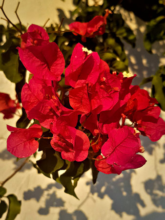 Portrait bougainvillea plant, Focused and detailed, showcasing the intricate textures and vibrant...